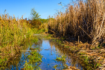 Bulrush plants in the swamp on summer