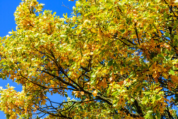 Yellow and green leaves on a big oak tree at autumn