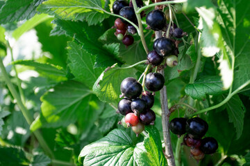 Black currant branch in a garden. Ripe and juicy black currant berries on the branch.