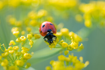 seven-spot ladybird, black and red insect on a fennel flower
