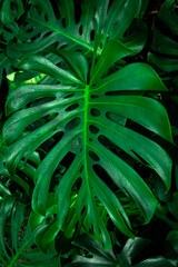 Obraz na płótnie Canvas Green leaves of Monstera philodendron
