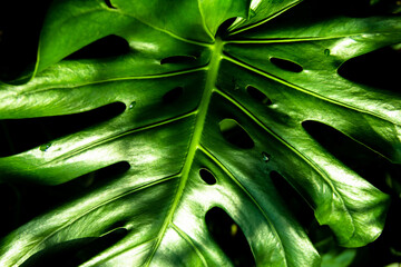 Fototapeta na wymiar Green leaves of Monstera philodendron