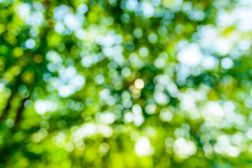 Obraz premium Abstract and defocused bokeh background. Ecological concept