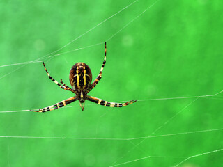 Wespenspinne wartet auf Beute (Unterseite mit Spinndrüse)