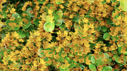 Plants and Flowers Colourful Spring Beautiful Wild Complex