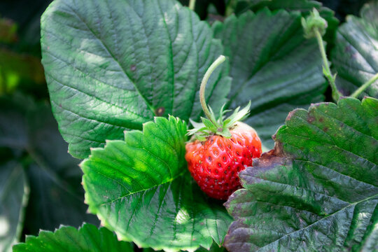 Red Strawberries are growing at garden. Strawberry plant. Strawberry bush.