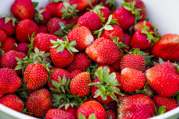 Rustic Strawberry. Fresh organic berries macro. Red background