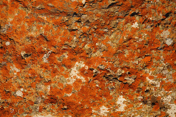 Beautiful abstract colorful texture for the background with red moss on a white stone. Bright colour. Natural eco vegetation. Orange, green and red colors.