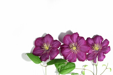 Pink purple clematis flowers isolated on white background. Border or frame for your text. Floral summer or spring background. Greeting card.