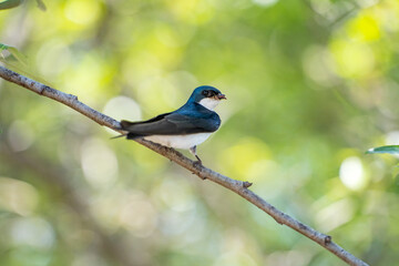 Obraz premium A tree swallow sits on a branch and holds insects in its beak. Wildlife photography. 