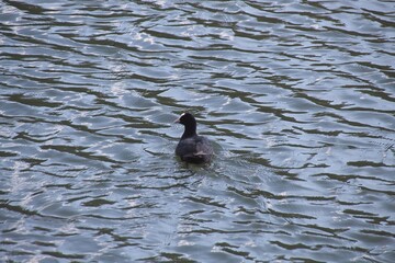 a flock of birds in the water