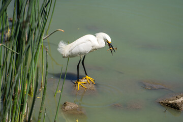 Snowy egret (Egretta thula) holds a crayfish in its beak. 