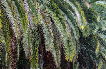 Green leaves of a palm tree as a background.
