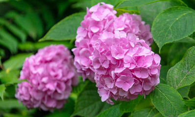 Beautiful pink flower in nature.