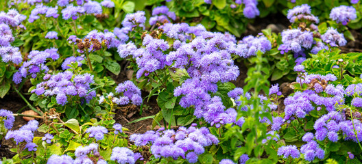 Beautiful blue flowers in nature.