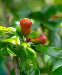 Red flowers on the pomegranate tree in nature.