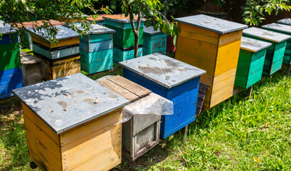 Wooden beehives in the apiary.