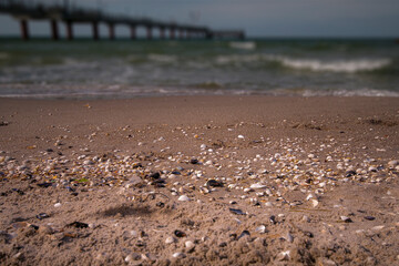 Muscheln am Strand