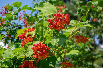 Viburnum opulus berries ornamental park tree with beautiful ripening fruits, deciduous shrub with green leaves on branches