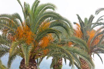 Date palm in the park.