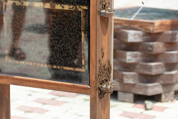 Bees on a beehive in an apiary.