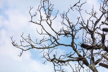 Bare branches of a tree against the sky with clouds.