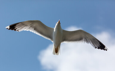 Seagull in flight against the sky