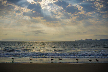 Golden Hour Beach with Sun Rays on Birds