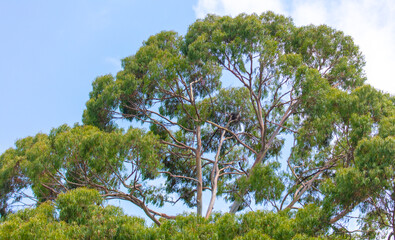 Eucalyptus tree on a background of blue sky