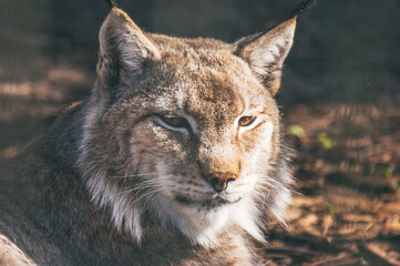 Wild cat - Lynx squints in the sun
