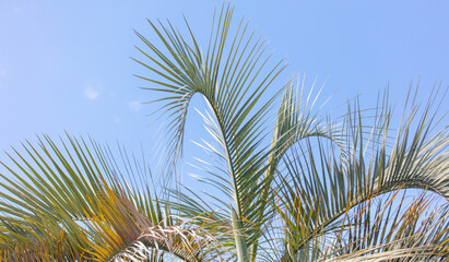 Palm tree against the blue sky