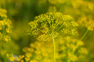 Yellow dill flower in nature. - obrazy, fototapety, plakaty