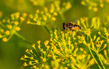 A bee on a yellow flower.