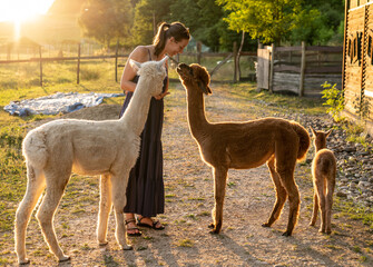 Woman feeding alpacas at farm - sunset lights