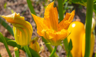 Yellow flower on a vegetable marrow in the garden.