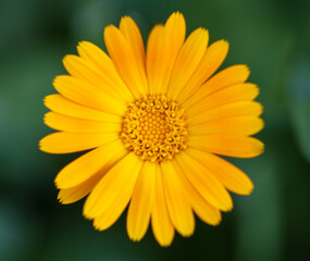 Yellow flower in the park in summer.