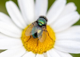 Fly on a chamomile flower.