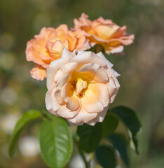 Pink rose flower in summer.