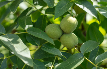 Walnut on tree branches in summer.