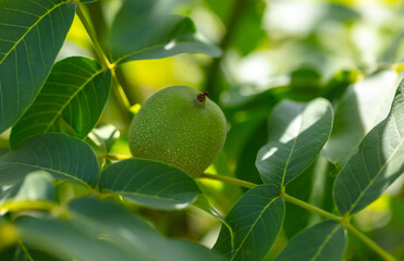Walnut on tree branches in summer.