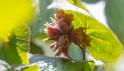 Red hazelnuts on tree branches