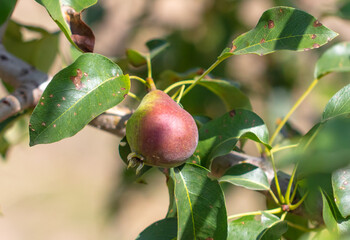 Pear on the branches of a tree in summer.
