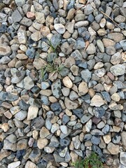 Landscape at home. Gravel stones are scattered.  The road is not smooth.  Natural minerals.  Asphalt laying.  Plants through the sidewalk. 