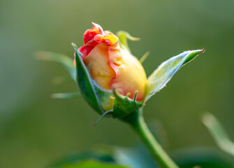 Pink rose flower in summer.