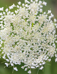 White flowers in the park in summer.