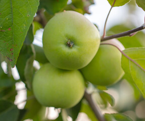 Apples on tree branches in summer.