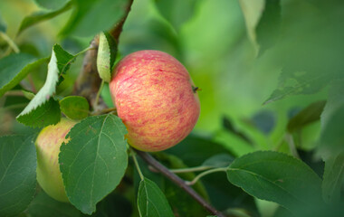 Apples on tree branches in summer.