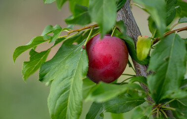 Ripe plum on the branches of a tree in summer.