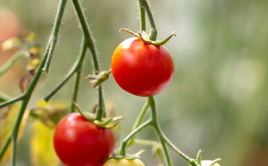 Ripe tomato in a vegetable garden in summer.