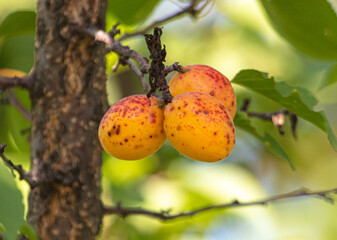 Ripe yellow apricots on tree branches